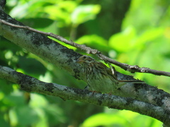 Emberiza pusilla