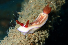 Hypselodoris emma