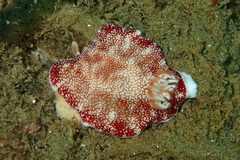 Goniobranchus