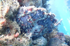 Antennarius pictus