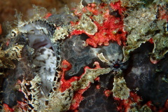Antennarius pictus