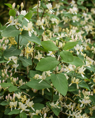Lonicera