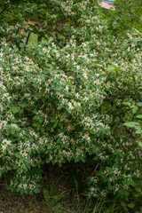 Lonicera