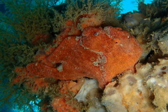 Antennarius pictus