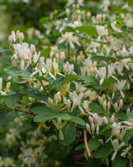 Lonicera