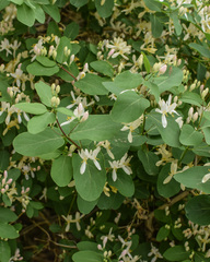 Lonicera