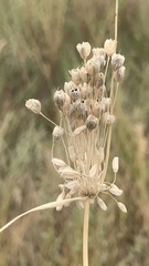 Allium podolicum