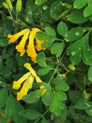 Pseudofumaria lutea