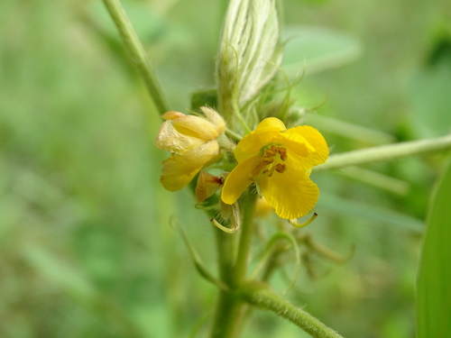 Image of Senna uniflora by (c) Alexis López Hernández, some rights reserved (CC BY)