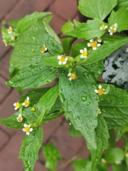 Galinsoga quadriradiata
