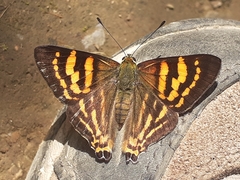 Dodona adonira