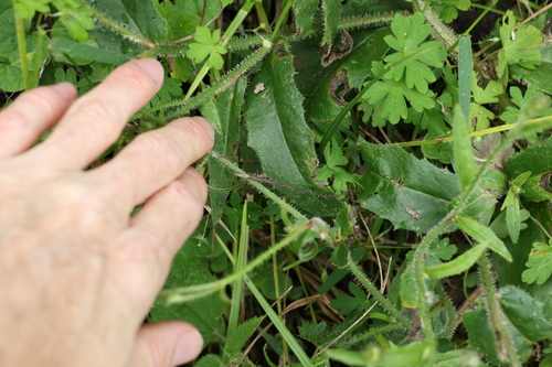 Image of Picris burbidgeae by (c) Greg Tasney, some rights reserved (CC BY-SA)
