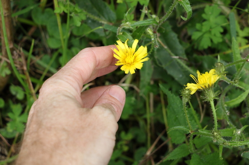 Image of Picris burbidgeae by (c) Greg Tasney, some rights reserved (CC BY-SA)