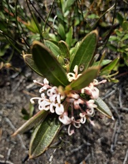 Grevillea imberbis