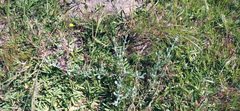 Helichrysum crispum