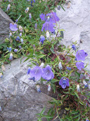 Campanula macrorhiza