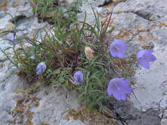 Campanula macrorhiza