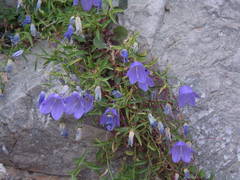 Campanula macrorhiza