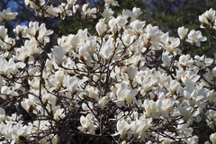 Magnolia denudata
