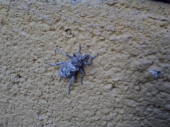 Coniocleonus riffensis