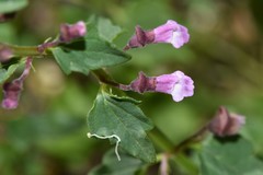 Scutellaria humilis