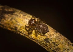 Prostheclina pallida