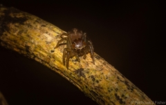 Prostheclina pallida