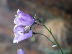 Campanula precatoria