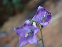 Campanula precatoria