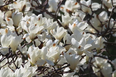 Magnolia denudata