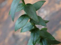 Campanula precatoria