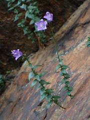 Campanula precatoria