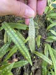 Lepisorus thunbergianus