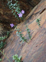 Campanula precatoria