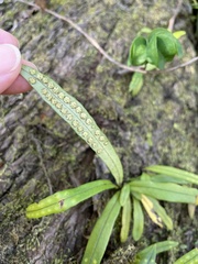 Lepisorus thunbergianus