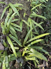 Lepisorus thunbergianus