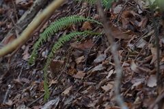 Struthiopteris niponica