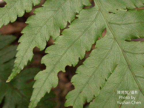Diplazium virescens iNat (3)
