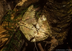 Tamba conscripta