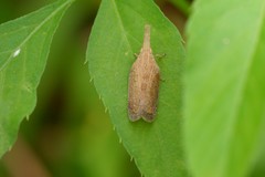 Pyrilla perpusilla
