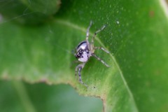 Phintella accentifera