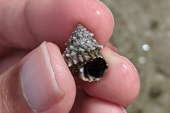 Echinolittorina tuberculata