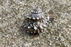 Echinolittorina tuberculata