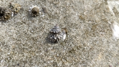 Echinolittorina tuberculata