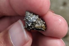 Echinolittorina tuberculata