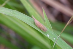 Pyrilla perpusilla