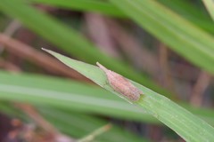 Pyrilla perpusilla