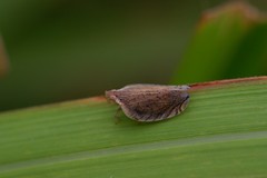 Lophops carinata