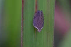 Lophops carinata