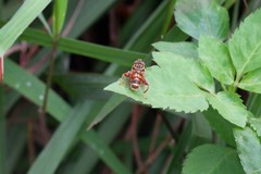 Eristalinus paria